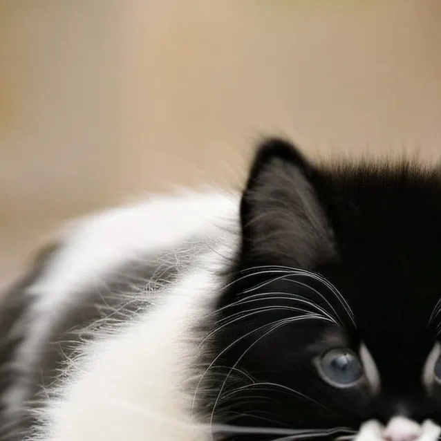 chat with ai character: your cat (beans) 