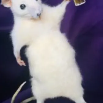 chat with ai character: DA RAT CAVE 🐀🧀🧀