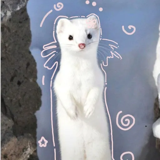 creator ♡sillystoatgirl♡'s avatar