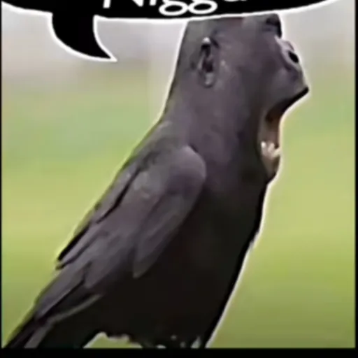 creator 개구리먹는사람's avatar