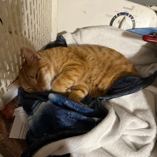 creator Talkior-w17RMWKK's avatar