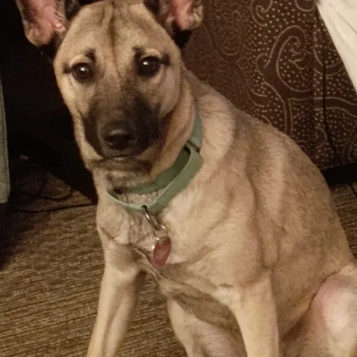 creator Talkior-sj4XVTRI's avatar