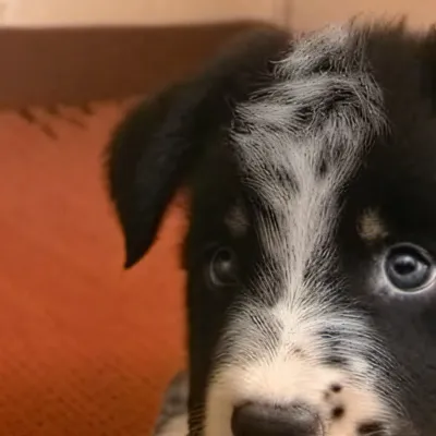 chat with ai character: «kai»