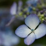 creator *Sleeping*forest*'s avatar