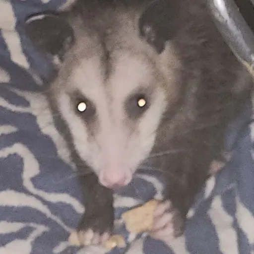 creator weepwompweewomp's avatar