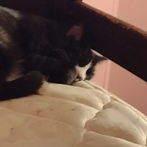 creator betty.Davis's avatar