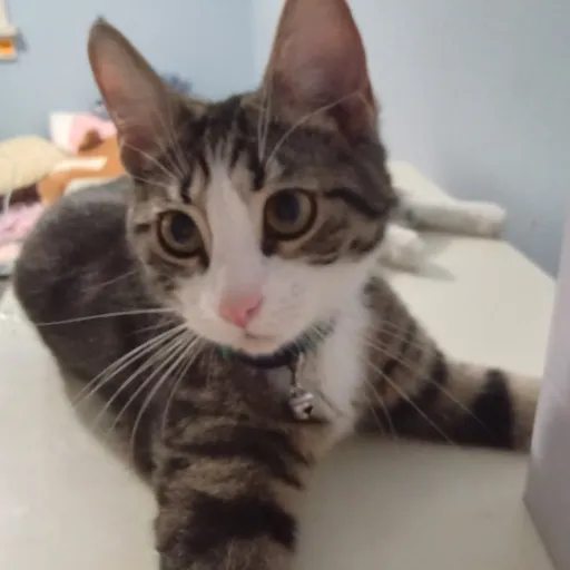 creator i like cats :3's avatar