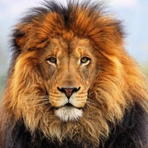 creator 🌟 SgtTim 🌟's avatar