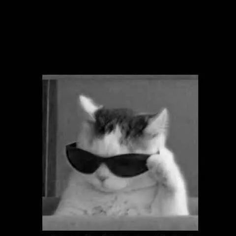 creator CrazyCat_lady's avatar