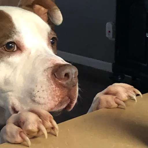 creator CaughtIn4k's avatar