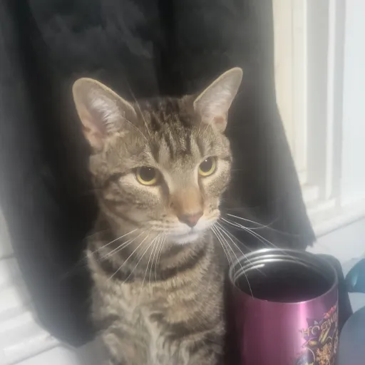 creator SWEEPIN TIIIME's avatar