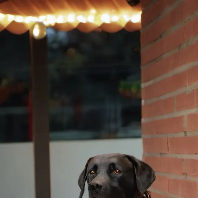 chat with ai character: pitbull