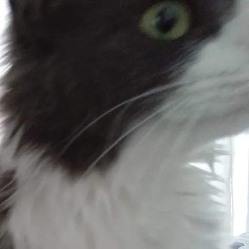 creator ˚୨୧ Luv's avatar