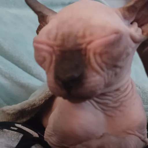 creator sphinx kitty's avatar