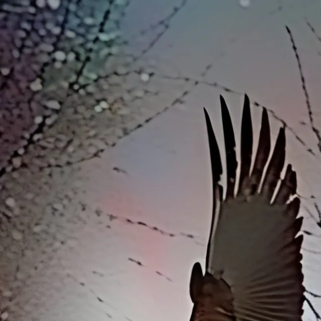 chat with ai character: Birdie