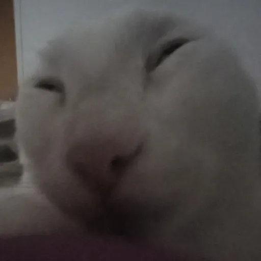 creator Daniel ★'s avatar