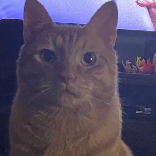 creator TokyoDrama's avatar