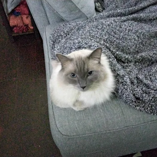 creator ilovemycat123's avatar