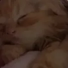 creator Talkior-Zz5mcBTC's avatar