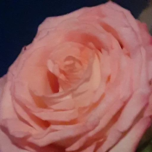 creator Talkior-FaxO0nRF's avatar