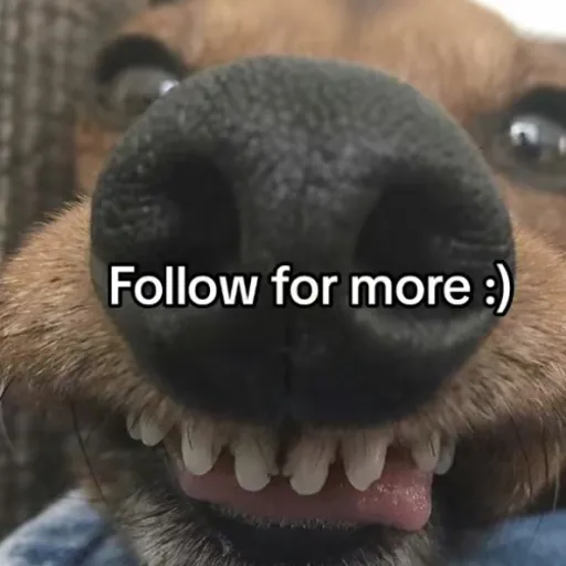 creator 🧸Killer bear🌈's avatar