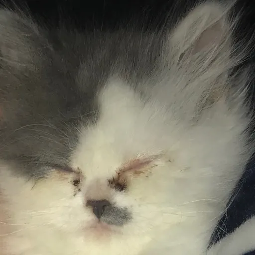 creator BlueCatGamer69's avatar