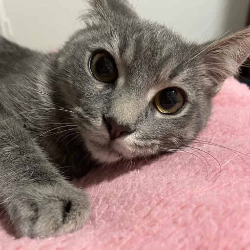 creator Dime3148💎's avatar