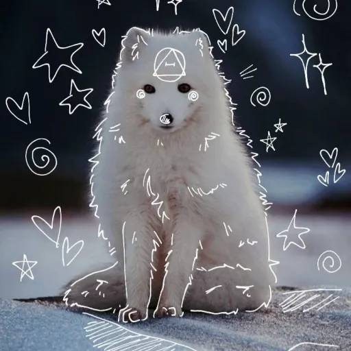 creator Ivy_On_Paws's avatar