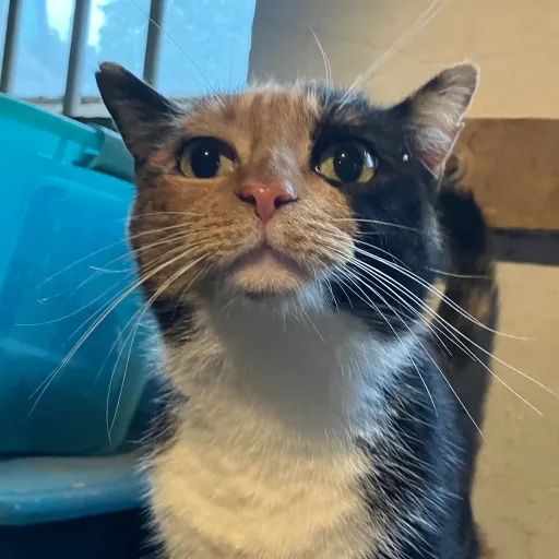 creator Small talk creator's avatar