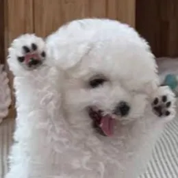 creator Cookieisdeleted000's avatar