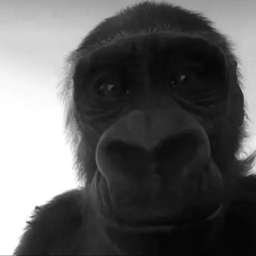 creator ThaArsonist's avatar