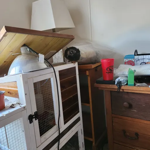 creator Rael01's avatar