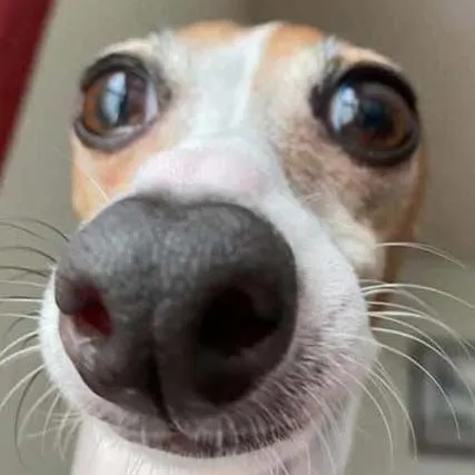 creator NemsteXO's avatar