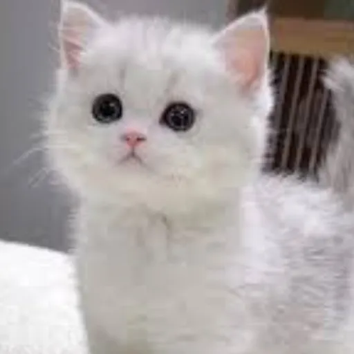 creator ♥︎♡KITTY♡♥︎'s avatar