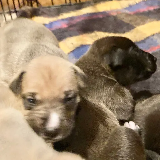 creator The doggy dude's avatar