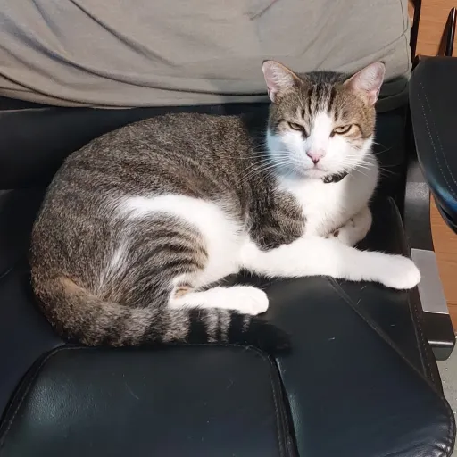 talkie's author avatar