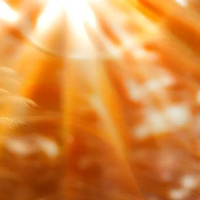 chat with ai character: Whiskers