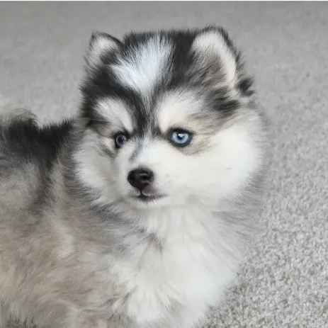 talkie's author avatar