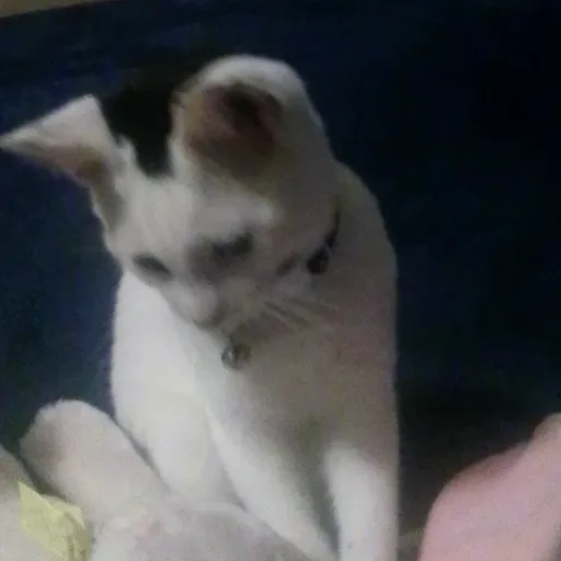 creator |'~Elly~'|'s avatar