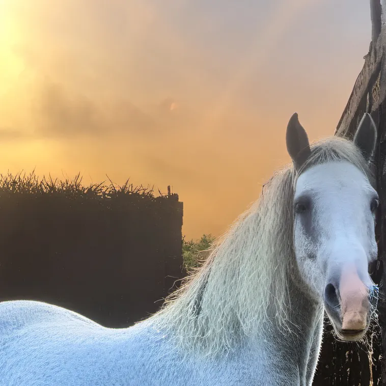 chat with ai character: The ranch horses