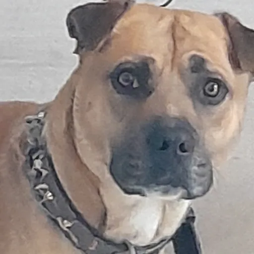 creator Aharon's avatar