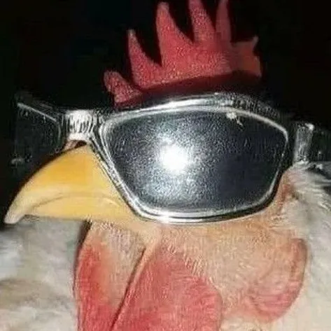 creator Handsome Chicken's avatar
