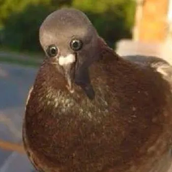 creator SnowWoah's avatar