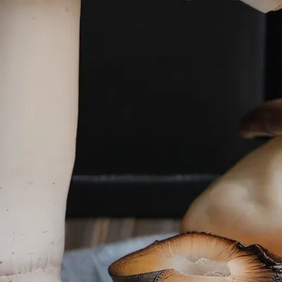 chat with ai character: Bob