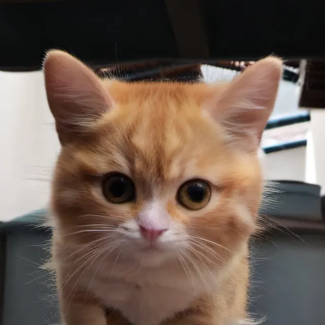 chat with ai character: Cookie