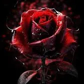 creator mtf mike's avatar