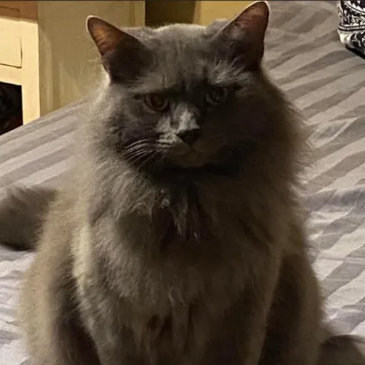 creator adiana.'s avatar