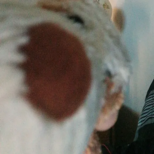 creator Dazai Osamu146's avatar