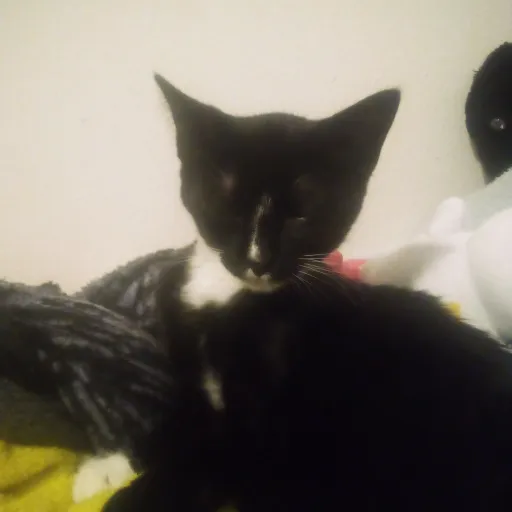 talkie's author avatar