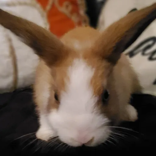 creator RabbitOwner58's avatar